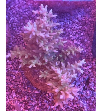 Acropora Echinata