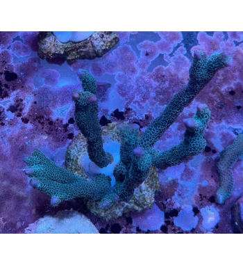 Montipora digitata blue