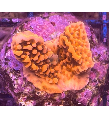 Montipora undata orange