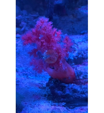 Scleronephtya pink