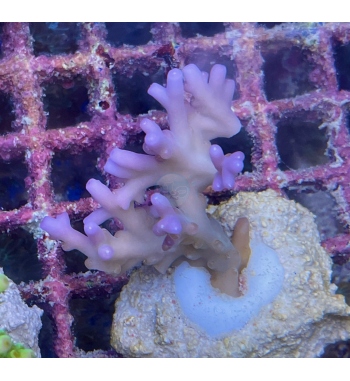 Acropora caroliniana purple