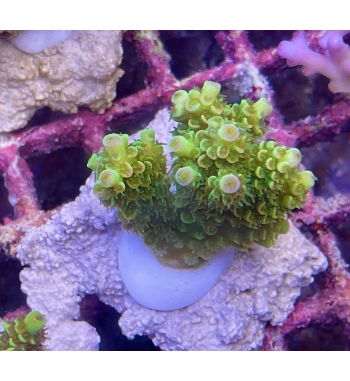 Acropora tenuis green and orange