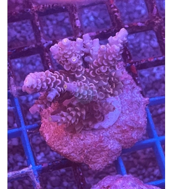 Acropora tenuis red