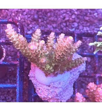 Acropora tenuis rainbow