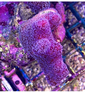 Stylopora pistillata super red