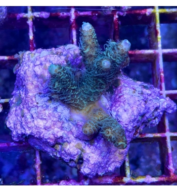 Millepora green