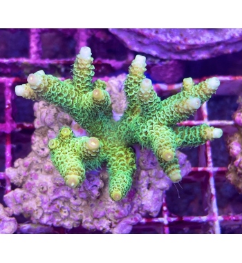 Acropora Millepora super green