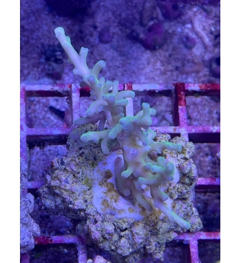Acropora Elegans deep sea water