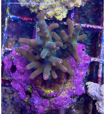 Acropora Russelli deep sea water