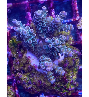 Acropora Rainbow tenuis