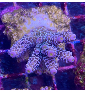 Acropora Rainbow tenuis