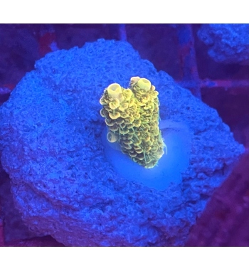 Acropora Millepora super green