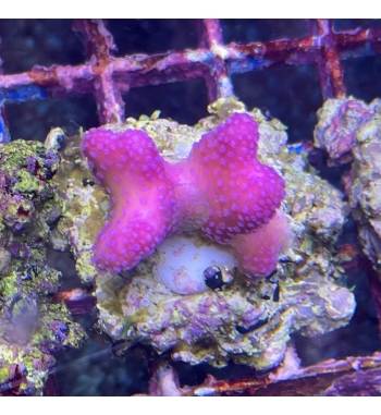 Acropora Stylopora pistillata red