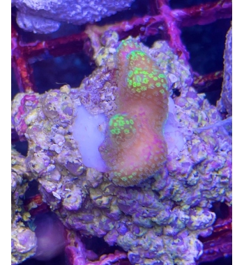 Stylopora pistillata red green