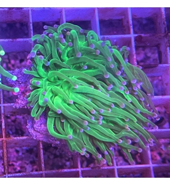 Euphyllia glabrescens Green fluo