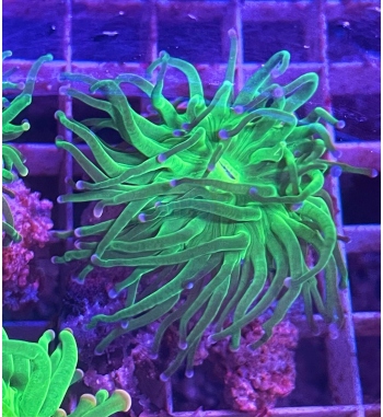 Euphyllia glabrescens Green fluo