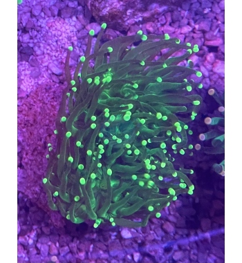 Euphyllia glabrescens Green with neon tip