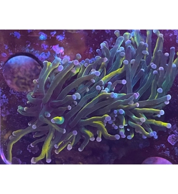 Euphyllia glabrescens Gold torch