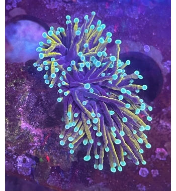 Euphyllia glabrescens Gold torch