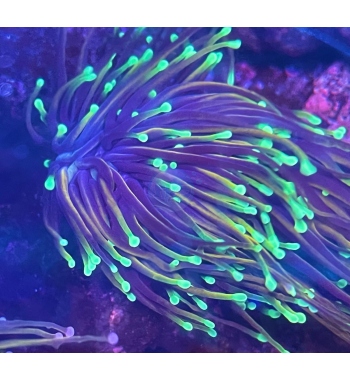 Euphyllia glabrescens Gold torch