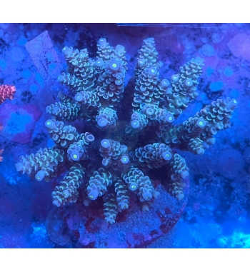 Acropora tenuis blue green