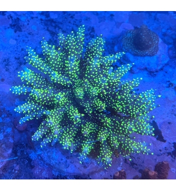 Acropora  valida tricolor