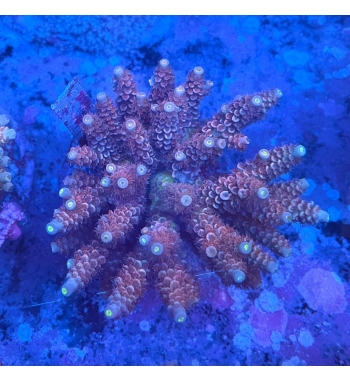 Acropora tenuis red orange