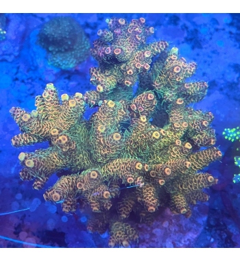 Acropora mellepora sunset orange