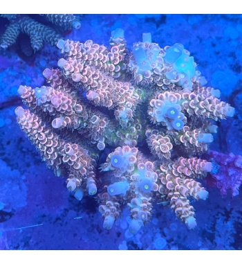 Acropora tenuis orange blue