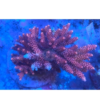 Acropora millepora red blue