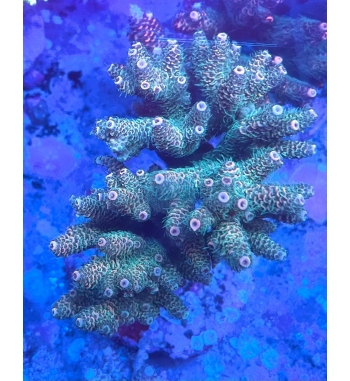 Acropora millepora sunset green