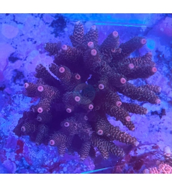 Acropora millepora purple