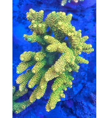 Acropora millepora yellow green