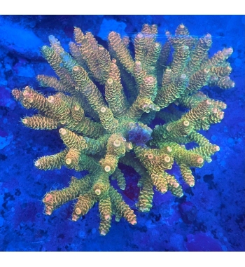 Acropora millepora sunset orange