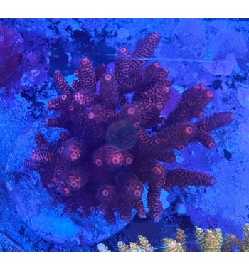 Acropora millepora purple