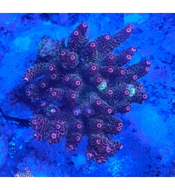 Acropora yachynthus green red