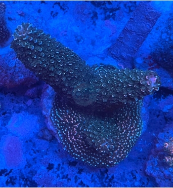 Acropora abrodanoides green red