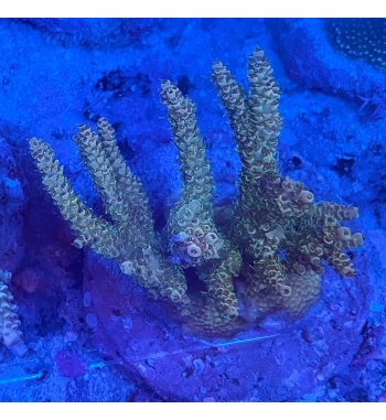 acropora selago