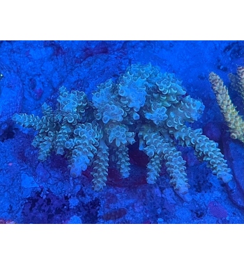 Acropora tenuis blue green