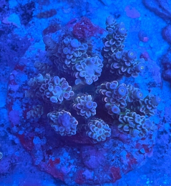 Acropora tenuis blue pink