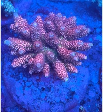 Acropora tenuis pink blue