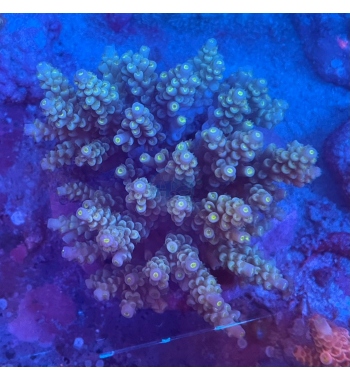 Acropora tenuis gold