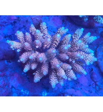 Acropora tenuis pink blue