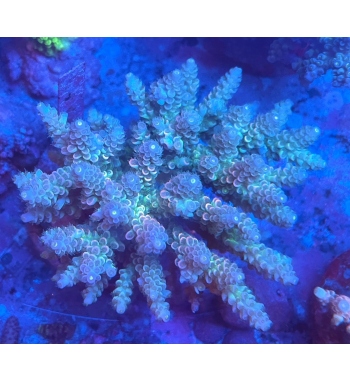 Acropora tenuis rainbow