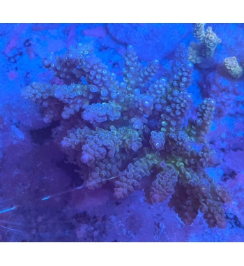 Acropora tenuis green blue