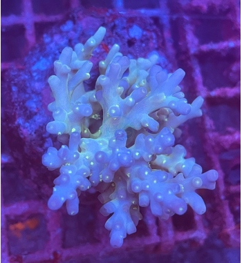 Acropora multiacuta tricolor