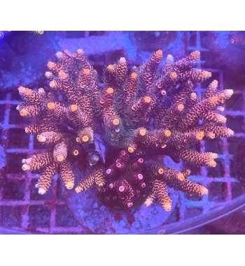 Acropora millepora orange red