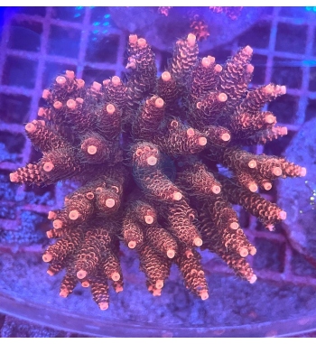 Acropora millepora orange red