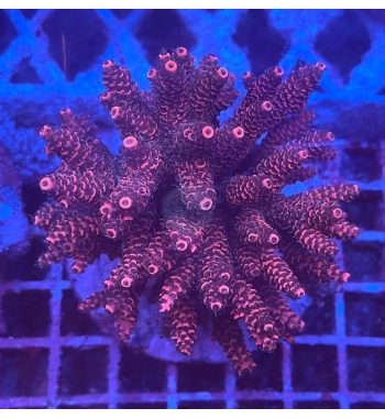 Acropora millepora purple