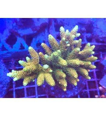 Acropora millepora sunset orange